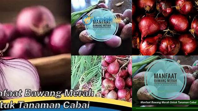 Temukan Manfaat Bawang Merah untuk Tanaman Cabai yang Jarang Diketahui
