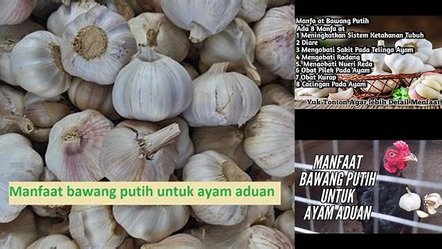 Temukan Rahasia Manfaat Bawang Putih untuk Ayam Aduan yang Jarang Diketahui