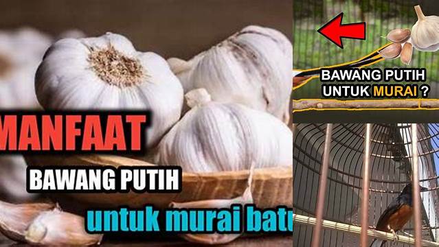 Temukan Manfaat Bawang Putih untuk Murai Batu, Rahasia yang Jarang Diketahui