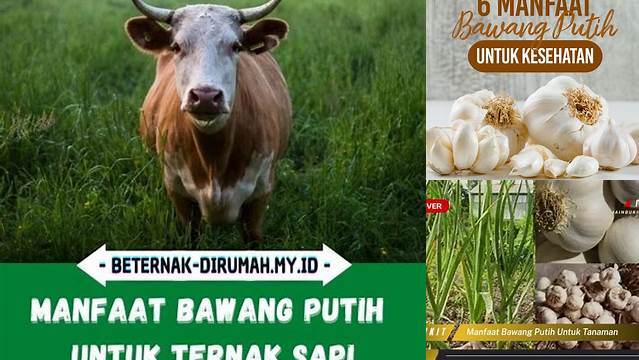 Temukan 7 Manfaat Bawang Putih Untuk Sapi Yang Jarang Diketahui