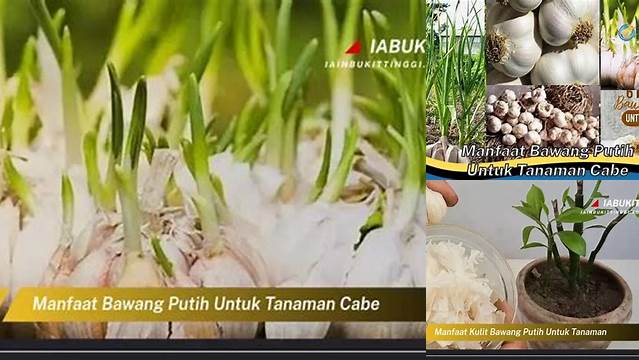 Temukan Manfaat Bawang Putih untuk Tanaman Cabe yang Perlu Anda Ketahui