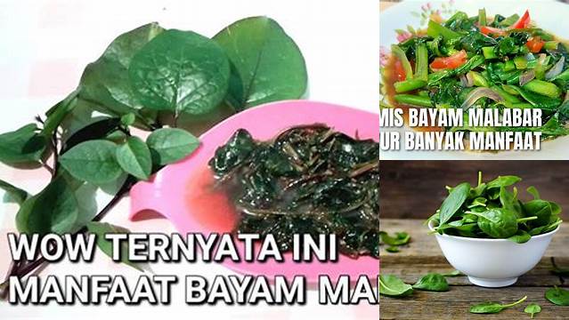 Temukan 8 Manfaat Bayam Malabar Langka yang Perlu Anda Ketahui
