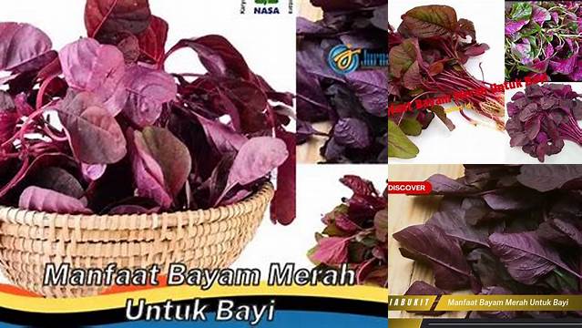 Manfaat Bayam Merah untuk Bayi: Penemuan dan Wawasan Menarik yang Wajib Anda Ketahui