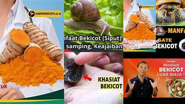 Temukan Manfaat Bekicot untuk Lambung yang Jarang Diketahui