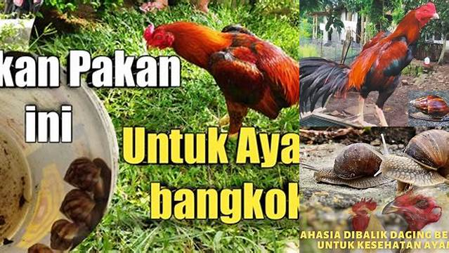 Temukan Manfaat Bekicot untuk Ayam Aduan yang Jarang Diketahui