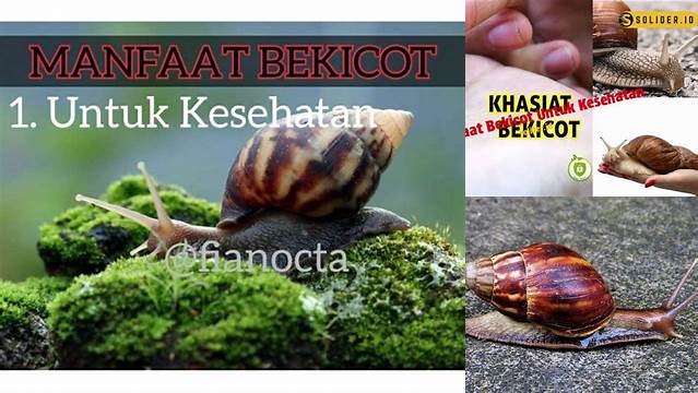 Temukan Rahasia Bekicot: Manfaat Kesehatan yang Tak Terduga