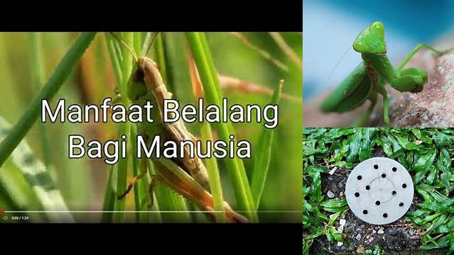 Manfaat Belalang bagi Lingkungan yang Jarang Diketahui