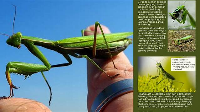 Unveil the Benefits of Belalang Sembah: Rare Insights You Need to Know