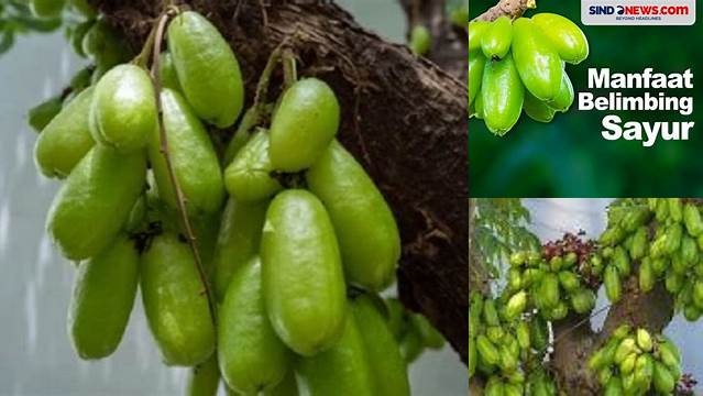 Temukan 7 Manfaat Belimbing Sayur yang Jarang Diketahui