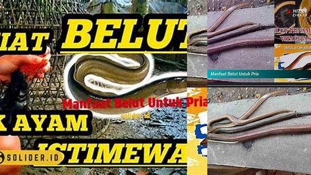 Temukan 9 Manfaat Belut untuk Pria yang Jarang Diketahui