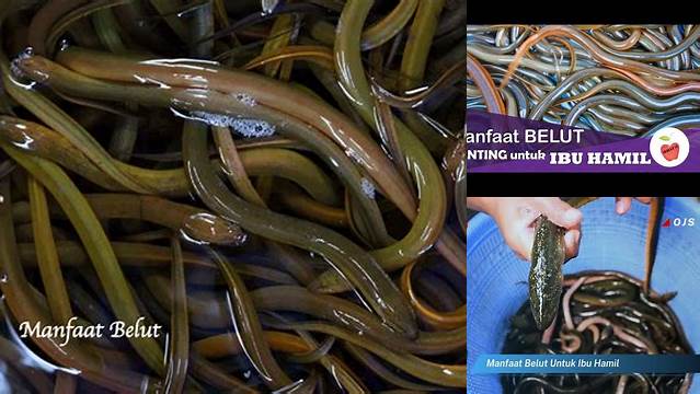 Temukan Manfaat Belut untuk Wanita yang Jarang Diketahui