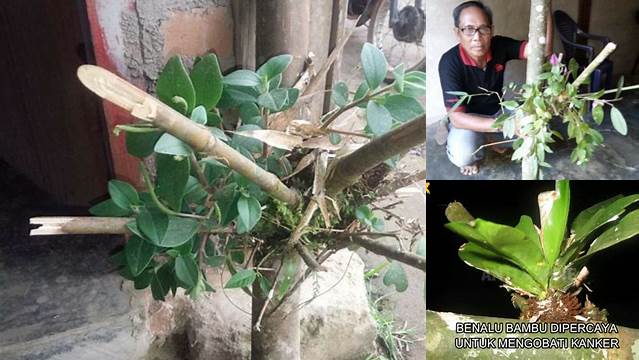 Temukan Khasiat Tersembunyi Benalu Bambu yang Jarang Diketahui