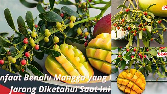 5 Manfaat Benalu Mangga yang Jarang Diketahui