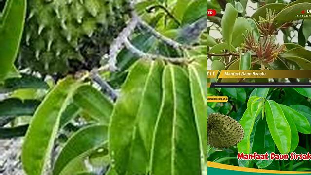 Ungkap Manfaat Benalu Sirsak yang Jarang Diketahui, Anda Wajib Tahu!