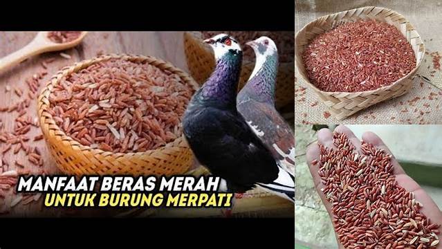 Temukan Manfaat Beras Merah untuk Merpati yang Jarang Diketahui