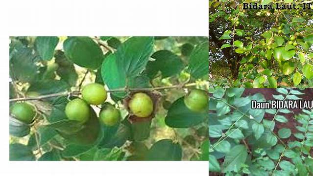 Temukan Manfaat Bidara Laut yang Jarang Diketahui