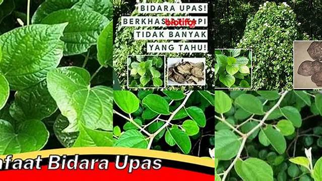 Manfaat Bidara Upas yang Jarang Diketahui Anda Perlu Tahu
