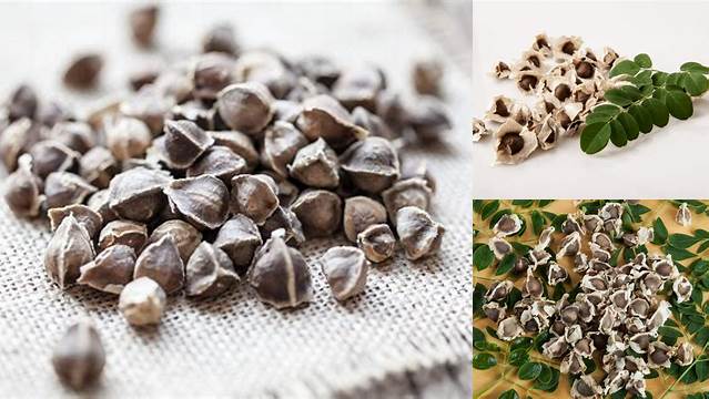 7 Manfaat Biji Daun Kelor yang Belum Banyak Diketahui