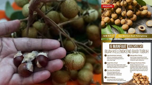 Manfaat Biji Kelengkeng: Temukan Manfaat Jarang Diketahui yang Menakjubkan
