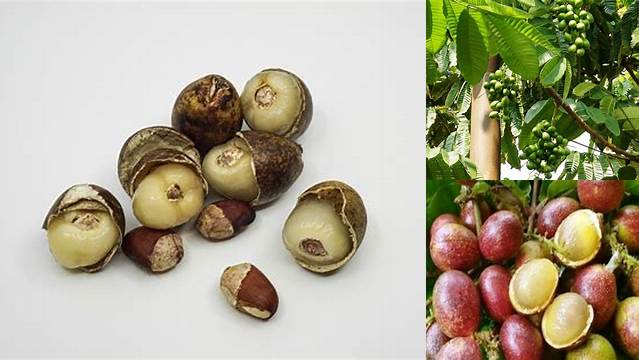 Manfaat Biji Matoa, Temukan Khasiat Tersembunyi yang Jarang Diketahui