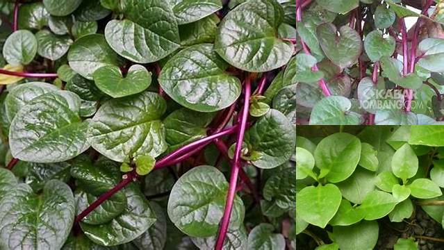Manfaat Binahong Merah untuk Kesehatan Jarang Diketahui