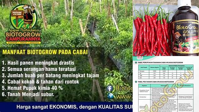 Temukan 9 Manfaat Biotogrow Untuk Cabe Yang Jarang Diketahui