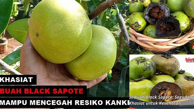 Temukan Beragam Manfaat Black Sapote yang Jarang Diketahui