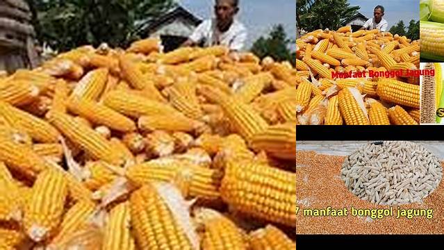 Unveil the Benefits of Bonggol Jagung You Need to Know
