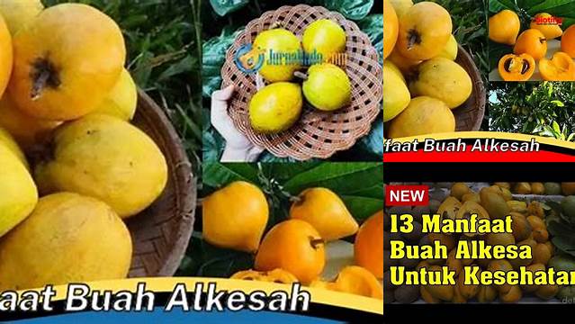 Ungkap Manfaat Buah Alkesah yang Jarang Diketahui