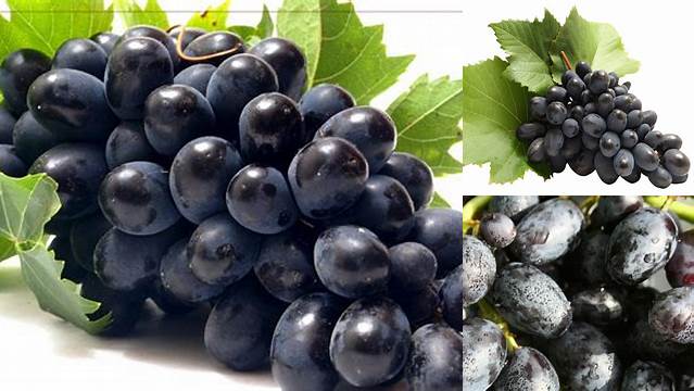 Manfaat Anggur Hitam: Temukan Rahasia Kesehatan yang Jarang Diketahui