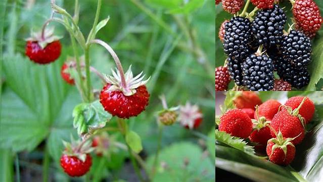 11 Manfaat Buah Arbei yang Jarang Diketahui