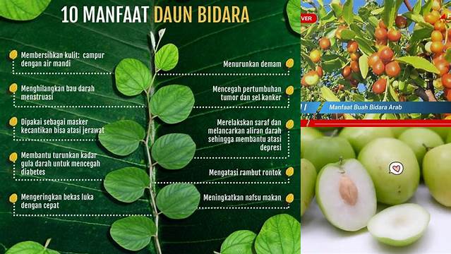 Manfaat Buah Bidara Arab: Penemuan dan Wawasan Langka yang Harus Anda Ketahui