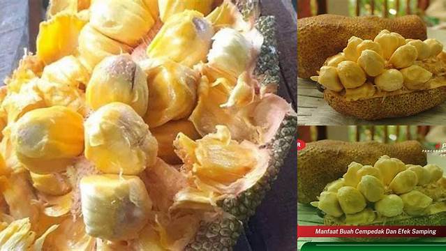 Manfaat Buah Cempedak Yang Jarang Diketahui, Wajib Tahu!