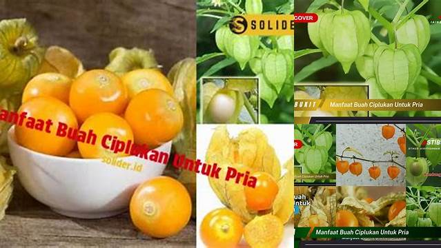 Temukan Manfaat Buah Ciplukan untuk Pria yang Jarang Diketahui