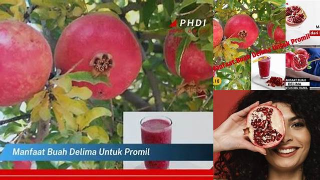 Temukan Khasiat Buah Delima untuk Promil yang Jarang Diketahui
