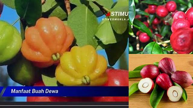 Temukan Manfaat Buah Dewa yang Jarang Diketahui, Anda Pasti Terkejut!