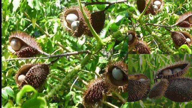 8 Manfaat Buah Gorek untuk Kesehatan Optimal