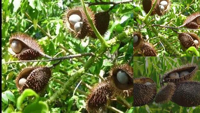 Temukan Rahasia Manfaat Buah Gorek yang Jarang Diketahui!