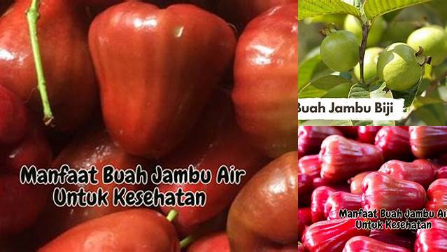 Temukan Khasiat Buah Jambu Air yang Jarang Diketahui