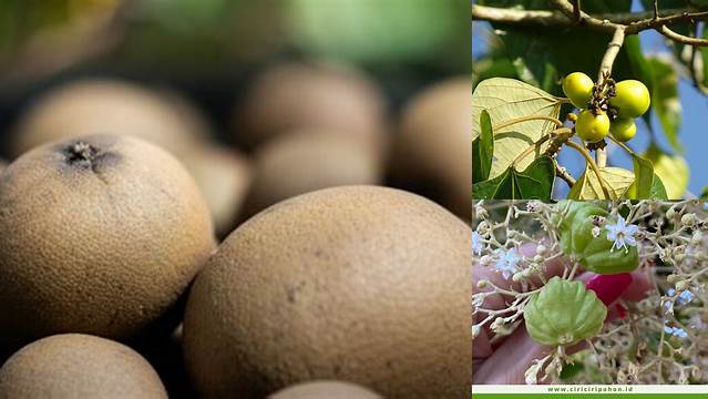 Manfaat Buah Jati Anda Perlu Tahu