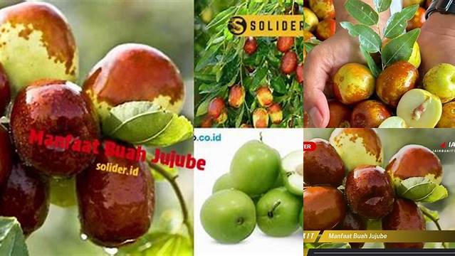 Buka Rahasia Manfaat Buah Jujube yang Jarang Diketahui