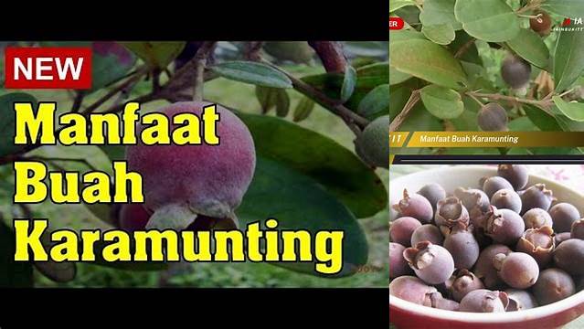 Temukan Manfaat Buah Karamunting yang Jarang Diketahui