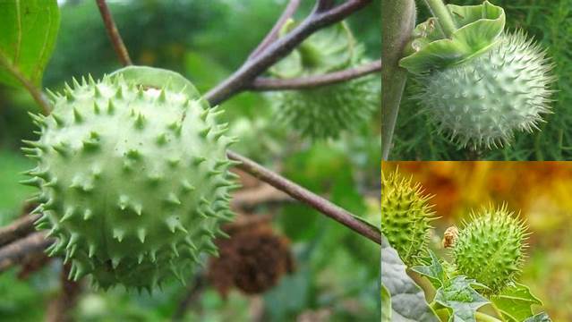 8 Manfaat Buah Kecubung yang Berbahaya dan Perlu Diwaspadai