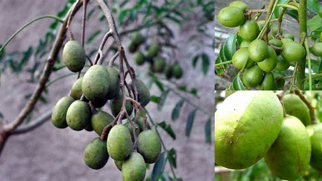 Temukan Manfaat Buah Kedondong, Jarang Diketahui!