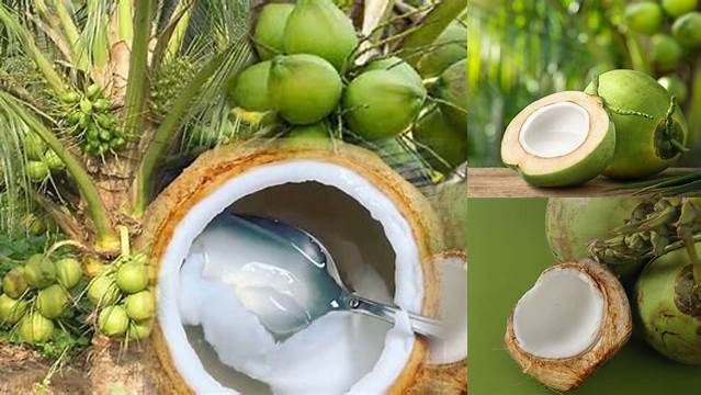 Temukan 9 Manfaat Buah Kelapa Muda yang Jarang Diketahui