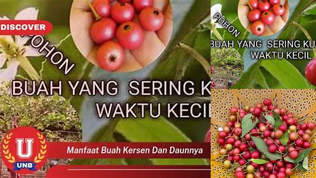 Temukan Khasiat Buah Kersen dan Daunnya yang Jarang Diketahui