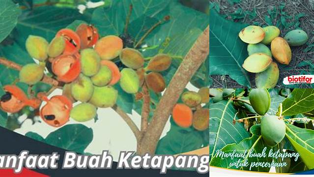 Manfaat Buah Ketapang yang Jarang Diketahui, Kamu Wajib Tau!