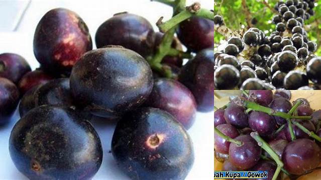 9 Manfaat buah kupa untuk kesehatan tubuh