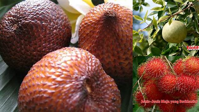 8 Manfaat Buah Maja untuk Kesehatan Tubuh Anda