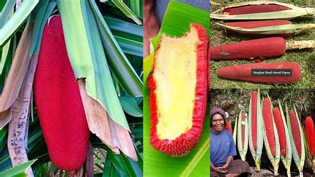 Menyingkap Manfaat Buah Merah Papua yang Jarang Diketahui